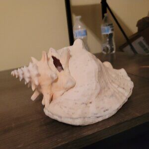 Seashell Conch about 8 inches long
